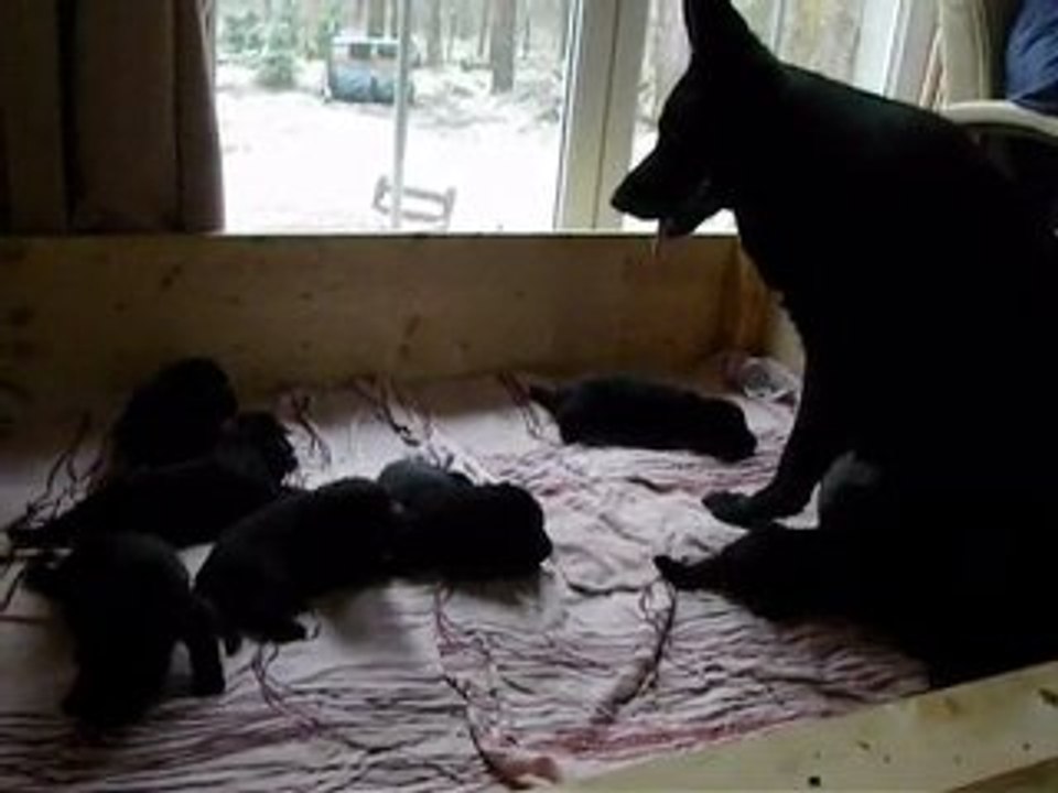 Frenzis Welpen 17. Tag