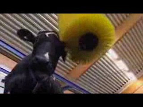 Le robot qui masse les vaches