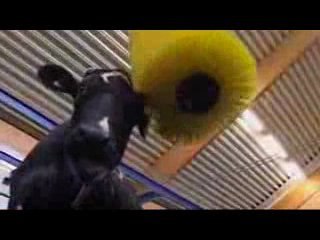 Le robot qui masse les vaches