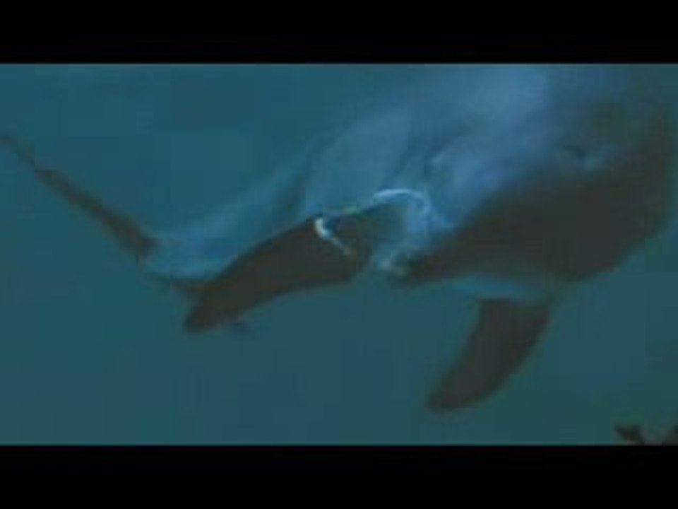 Des dauphins jouent avec des bulles