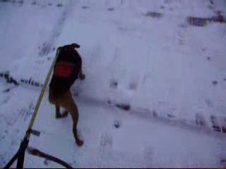 FILOU GLISSE DANS LA NEIGE