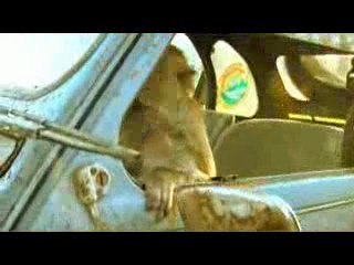 L'ingénierie vue par les singes