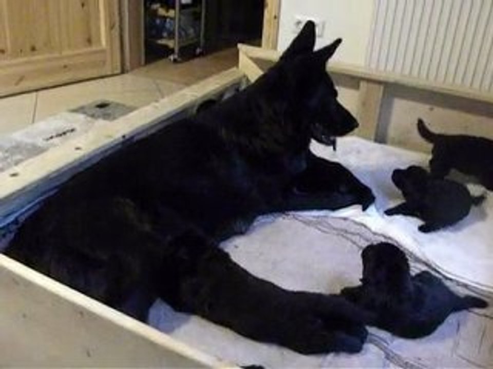 Frenzis Welpen 19.-20.Tag