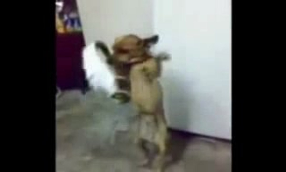 Benim köpegim ve Kurdisch lied