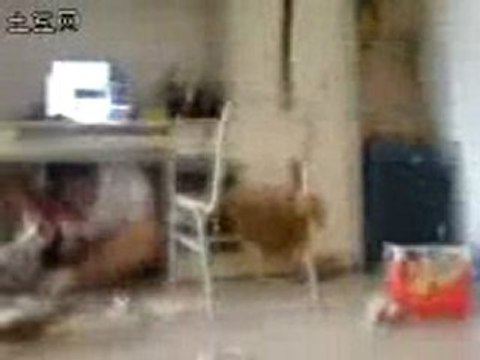 Séisme en Chine: le film des étudiants de Chendgu