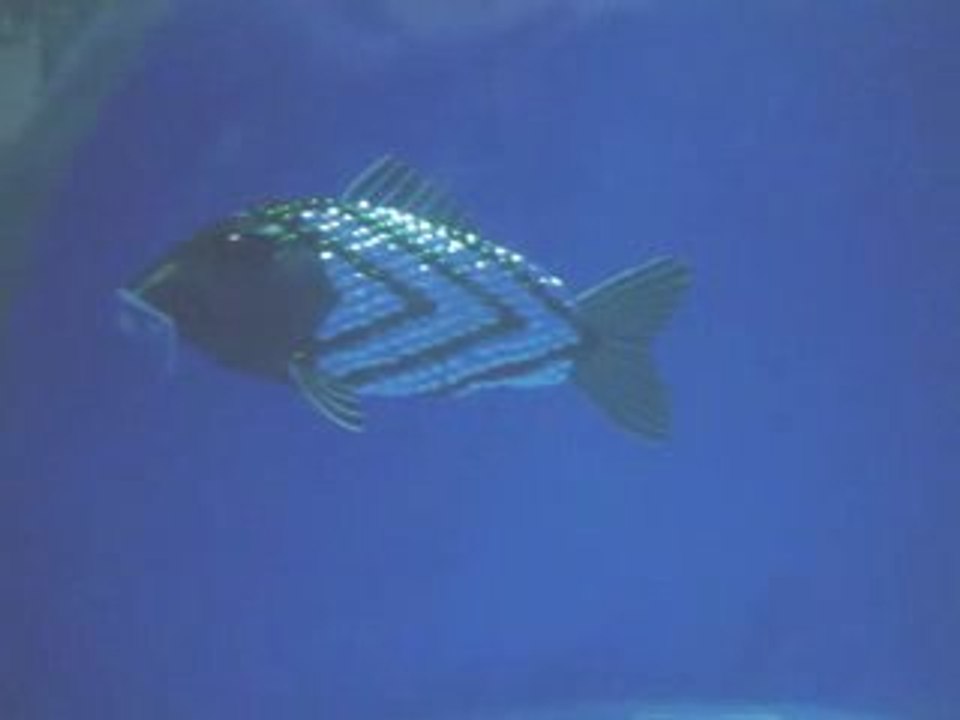 Le poisson-robot qui détecte la pollution