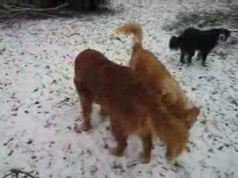 Les chiens sous la neige 17 12 09 003