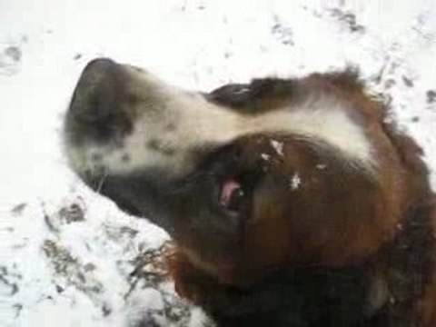 Les chiens sous la neige 17 12 09 022