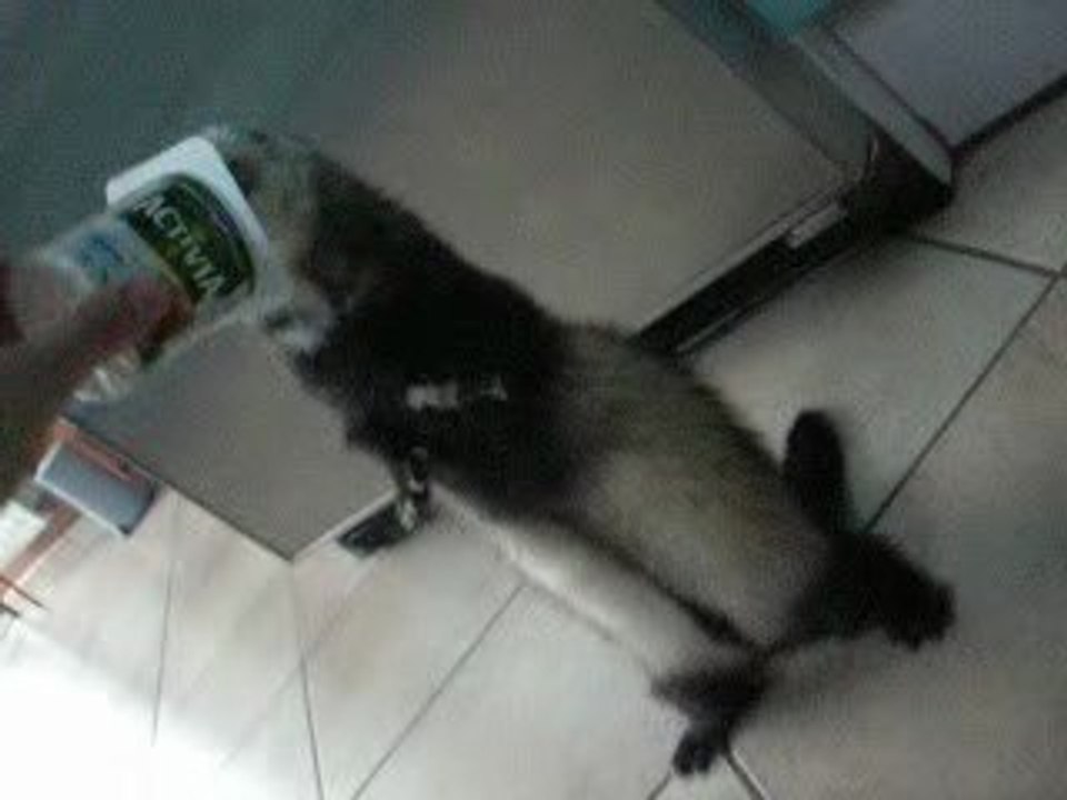 Même les furets aiment les yaourts !