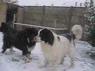 César et Tamia jouant dans la neige