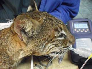 *MIRACLE* Bobcat survives!!!
