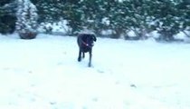 excalibur dogue allemand de 4 mois qui découvre la neige