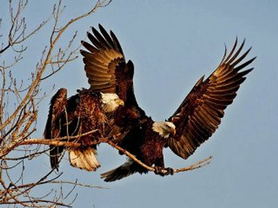 Ich bin stolz, daß ich ein Deutscher bin