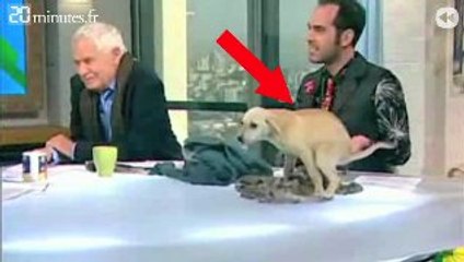 Un chien fait sa crotte sur un plateau de télé