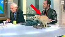 Un chien fait sa crotte sur un plateau de télé