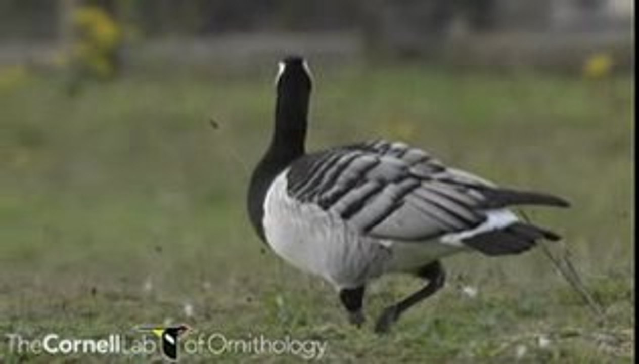 Branta leucopsis