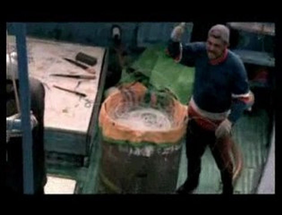 Les requins, des prédateurs en danger