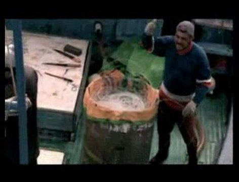 Les requins, des prédateurs en danger