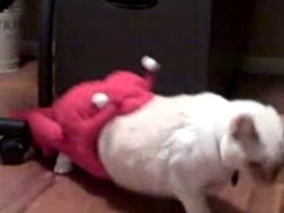 Funny Cats  Great Cat Video