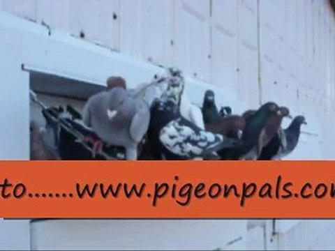 Pigeon Pals Daily Racing Club News 156