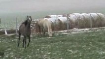 chevaux en pature(merci la sybérie)pur sang arabe endurance