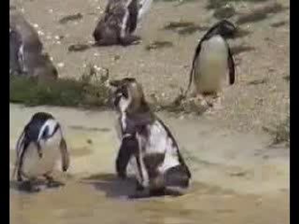 pingouin sous ecstasy