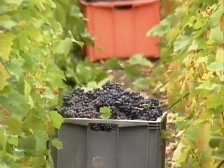 Les vignerons aubois en colère!