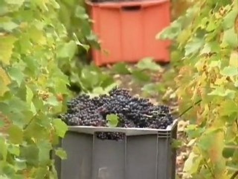 Les vignerons aubois en colère!