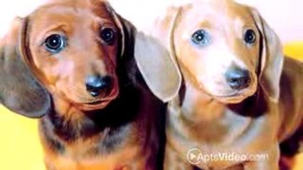 Azalea Village Apartments in West Palm Beach, FL