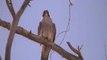 Peregrine Falcon in the Wild