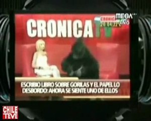 Un gorila en el Top Five del CQC - Chile - 29/11/2009