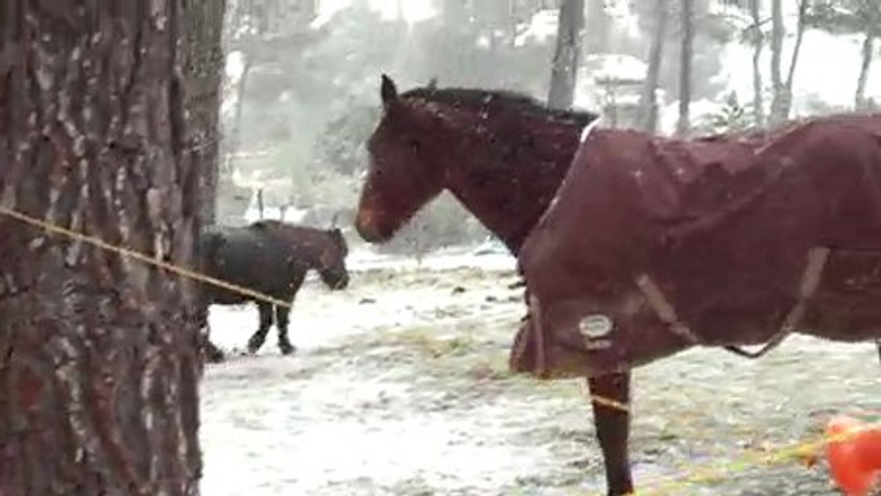 Mes juments sous la neige