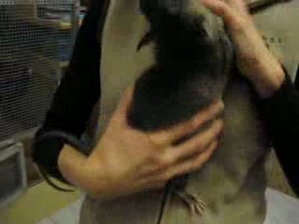 Fais dodo... Dobby fait dodo... fais dodo ^^