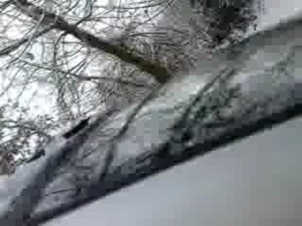 luge