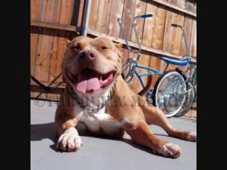 quality pitbull breeding and sales