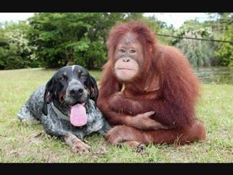 les animaux