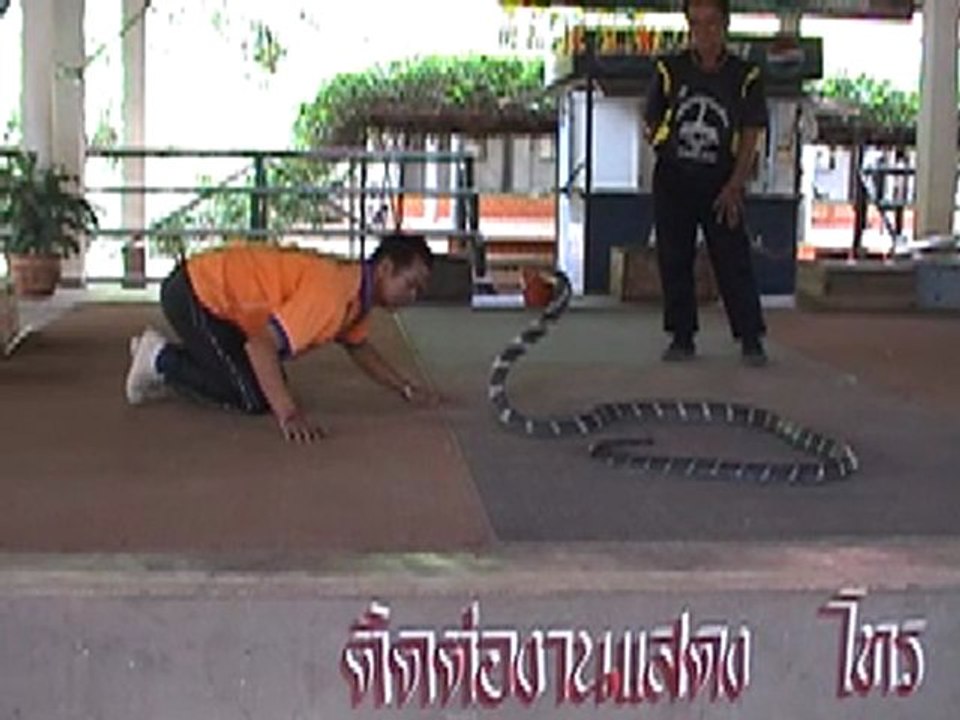 king Cobra Village Thailand-Ban Khok Sa-nga