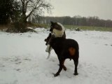 maya vixy , chien akita rottweiller sous la neige