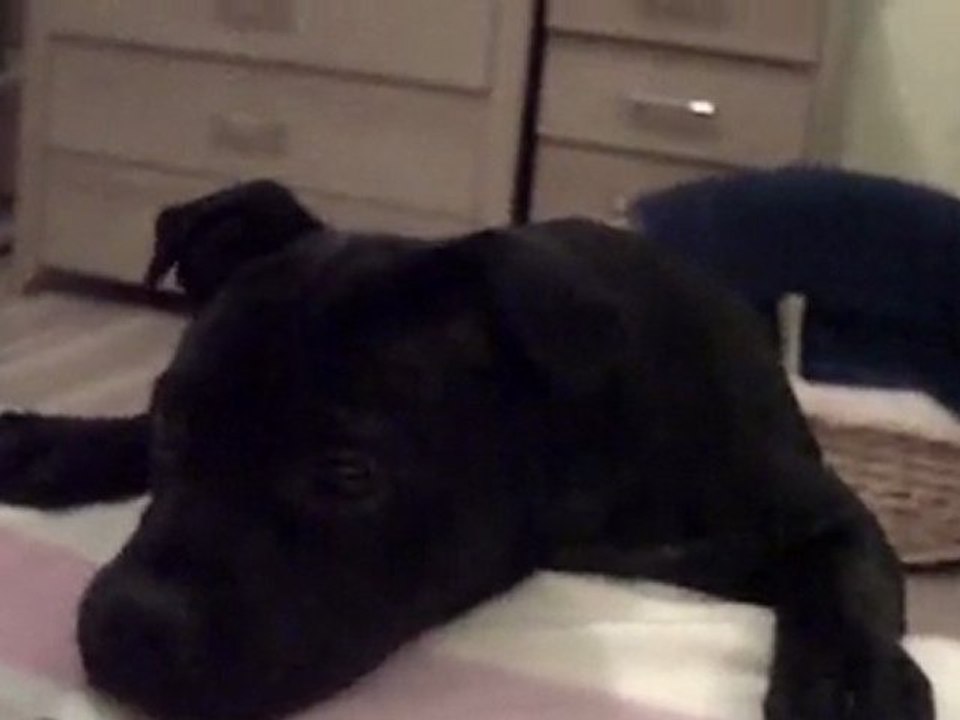 funny cute dog