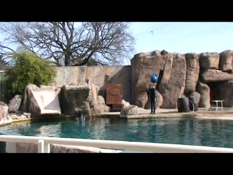 Entrainement pour le spectacle des otaries
