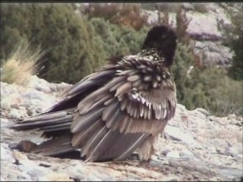 A.A.S. nº 4 - SANTA CILIA DE PANZANO