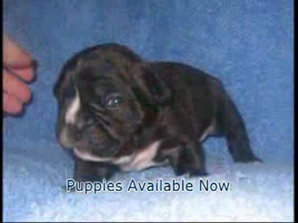 french bulldog puppies for sale