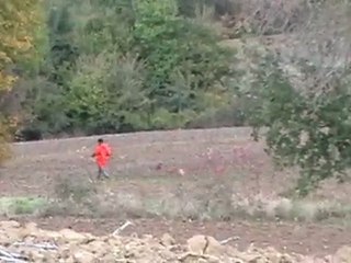 sanglier a trois pattes.