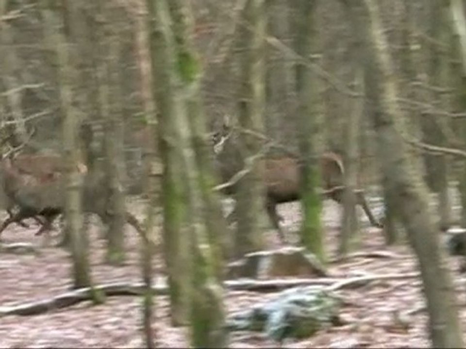 harde de cerfs