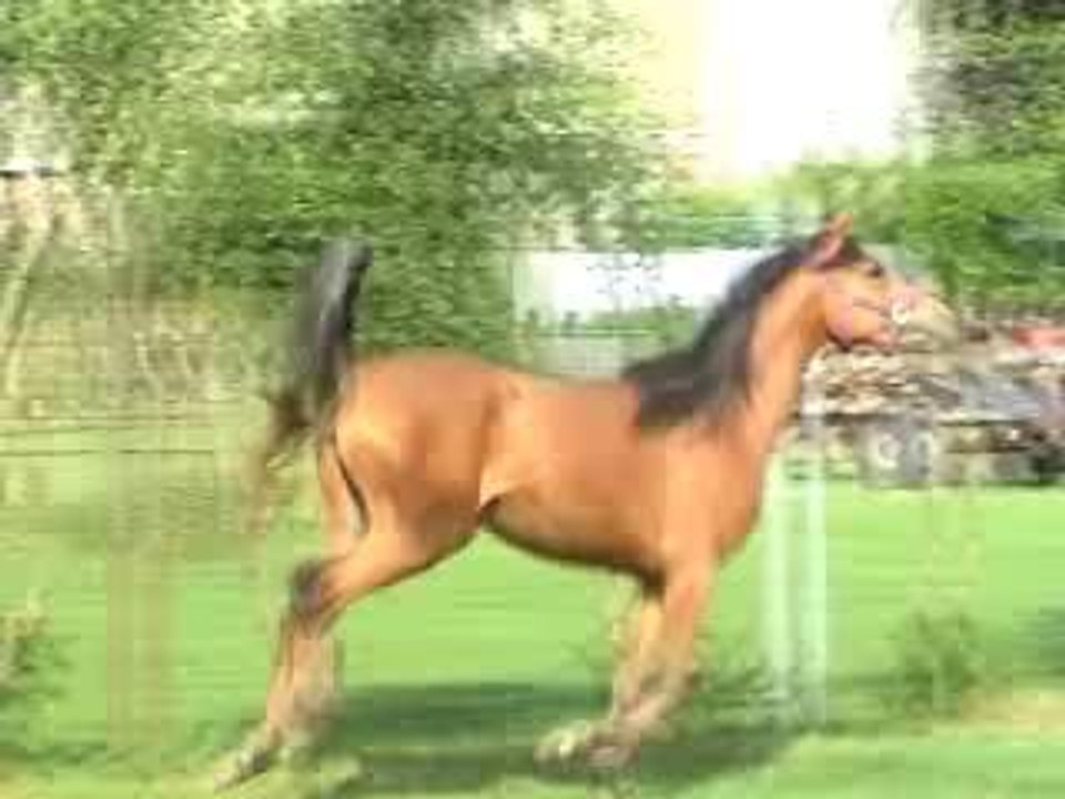 Palatina par Tibet x Palnisia