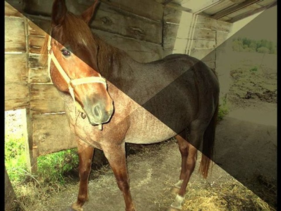 Nutmeg Effect Editing Test with S.V.8