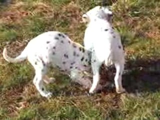 19 décembre 2009 : six semaines