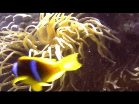 Plongée sous marine clip