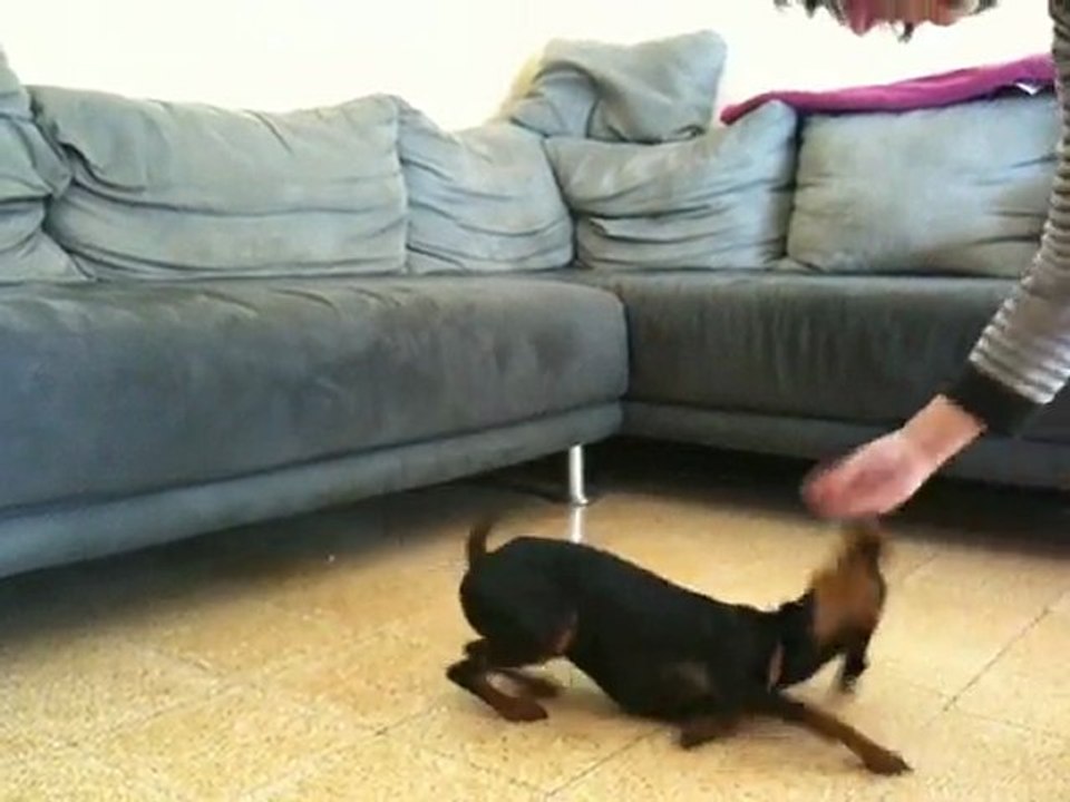 obéissance evolette 2