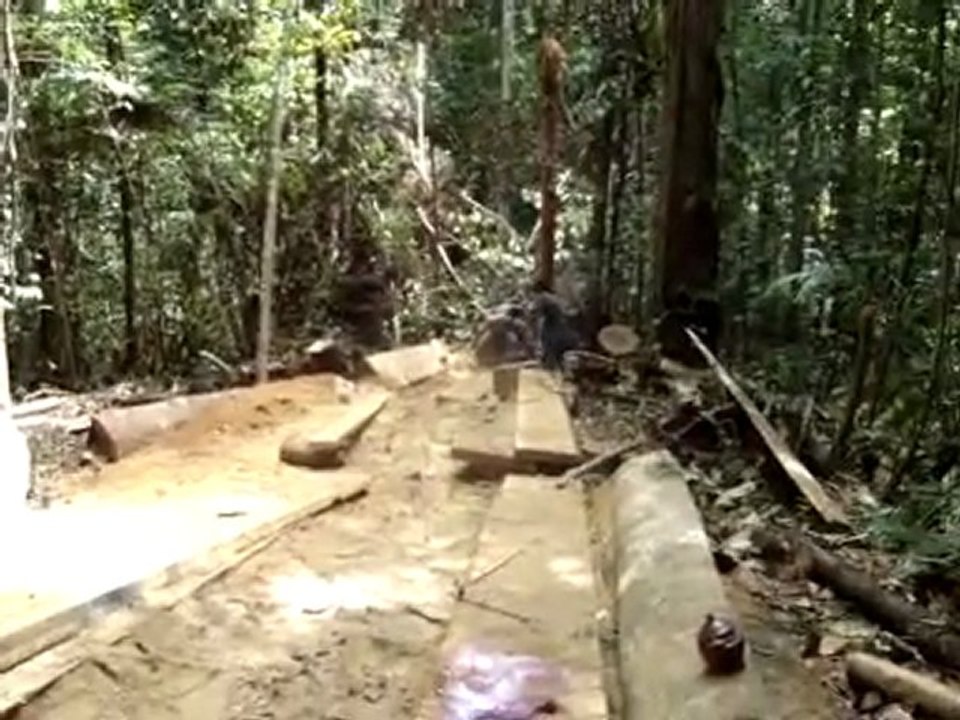 foret 2